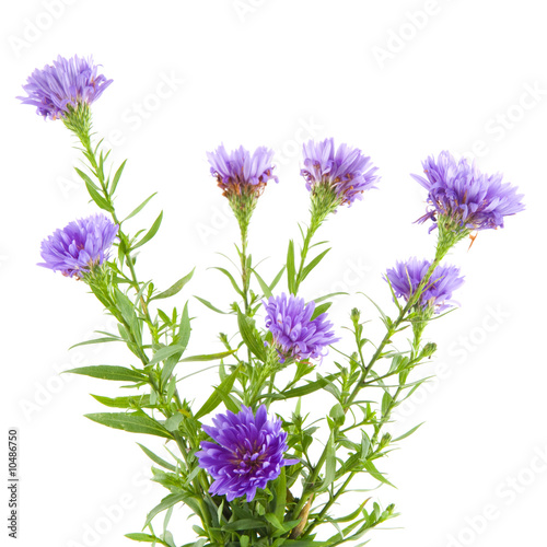 Purple asters isolated on white