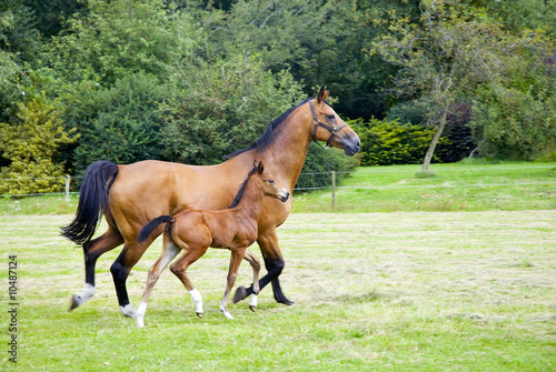 Mother horse with little foal