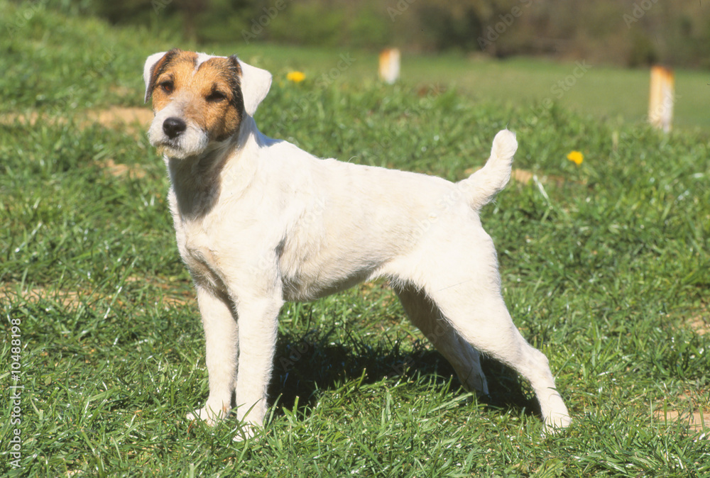 Parson Russel Terrier de profil immobile