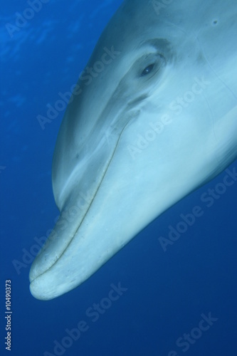 Bottlenose Dolphin