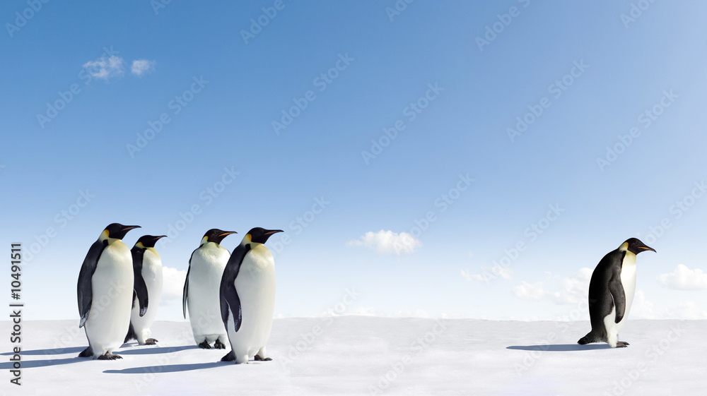 Fototapeta premium Pingwin cesarski odrzucony przez inne pingwiny