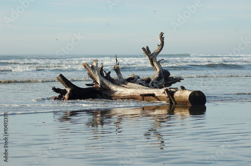 driftwood on beach