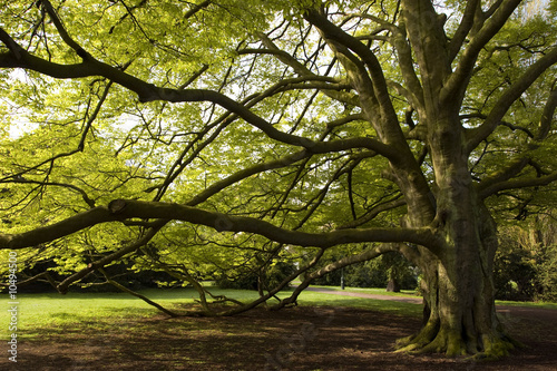 green tree