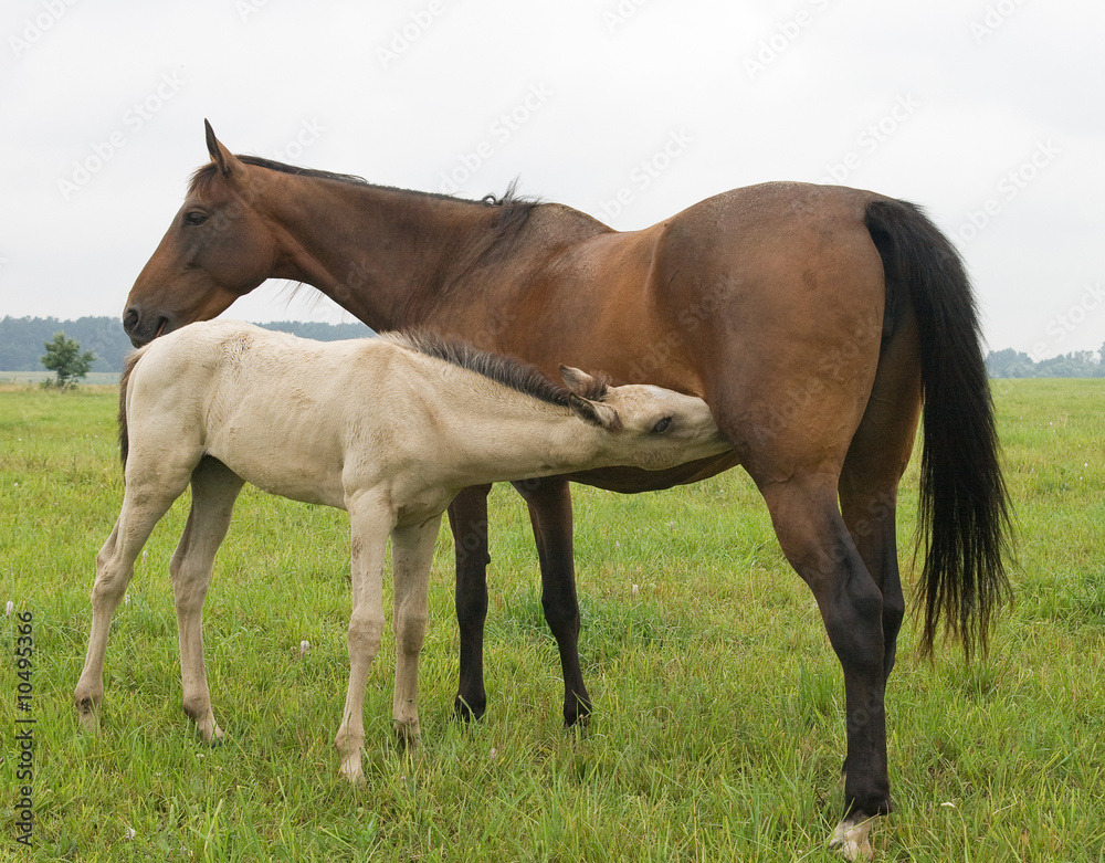 A white foal suckling a brown mare A white foal suckling a brown mare