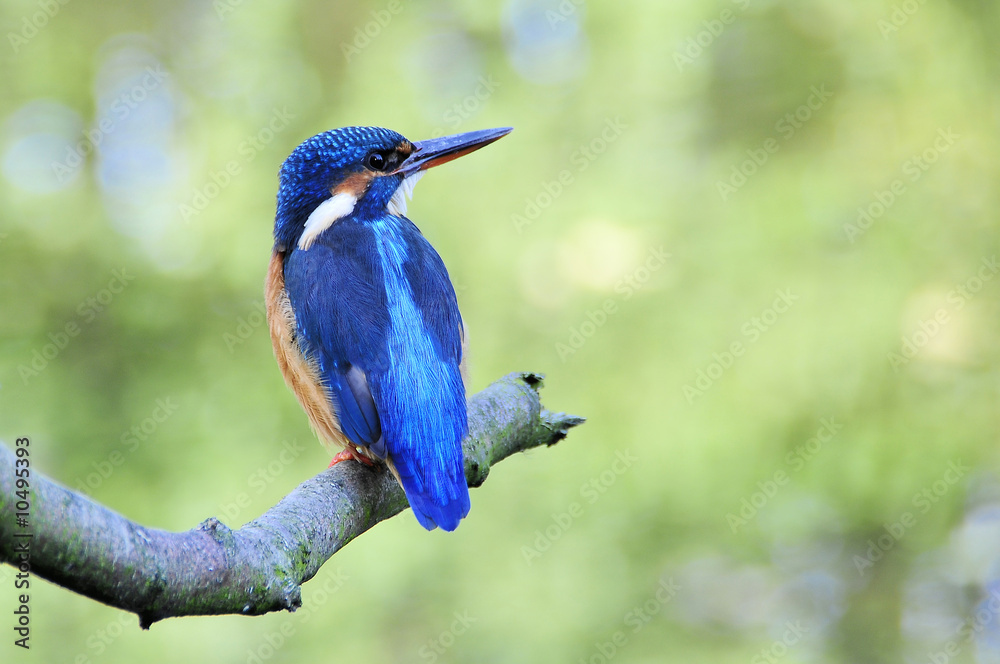 Obraz premium Weiblicher Eisvogel