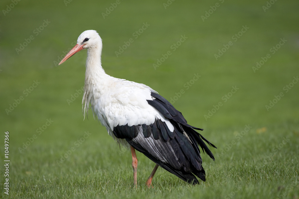 White stork, scientific name Ciconia ciconia White stork, scientific name Ciconia ciconia