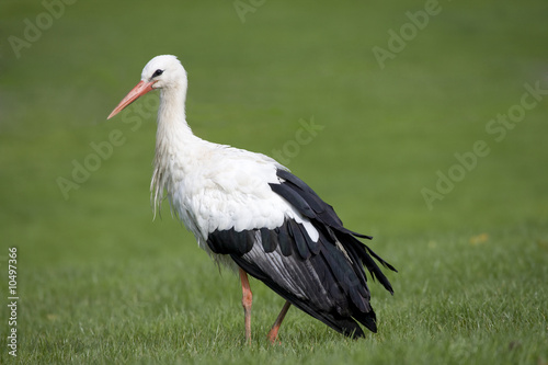 White stork, scientific name Ciconia ciconia