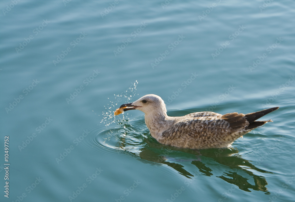 Seagull catching a piece of food in the water. Seagull catching a piece of food in the water.