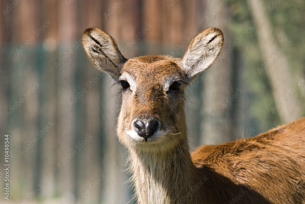Fototapeta premium Antilope Cobo lichi