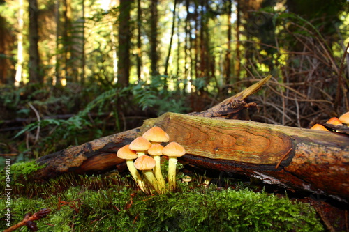 Hypholome capnoides en forêt,Aisne photo