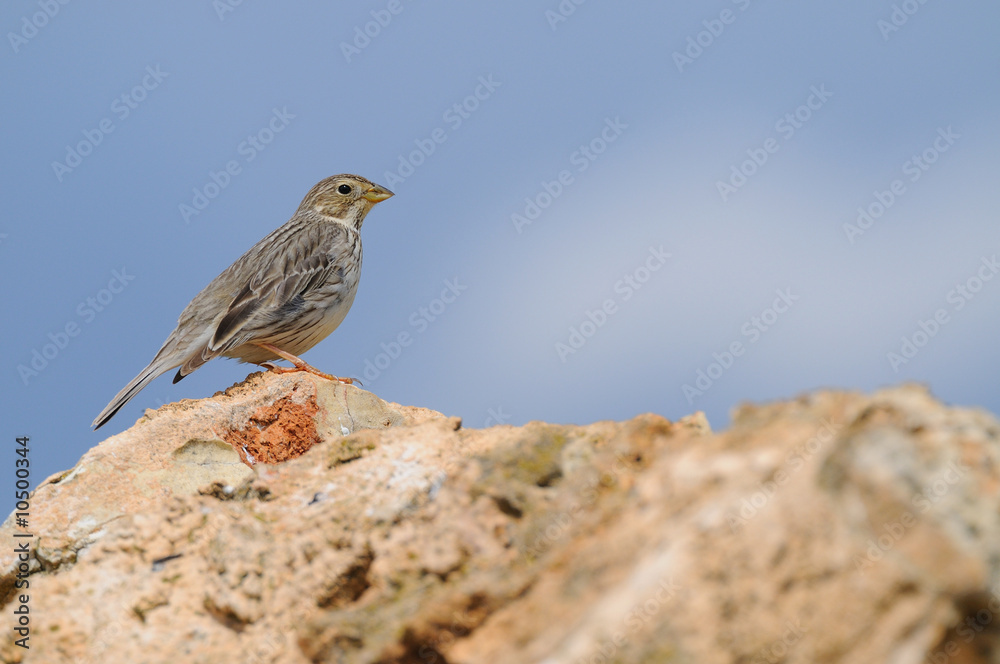 Fototapeta premium Sparrow 4