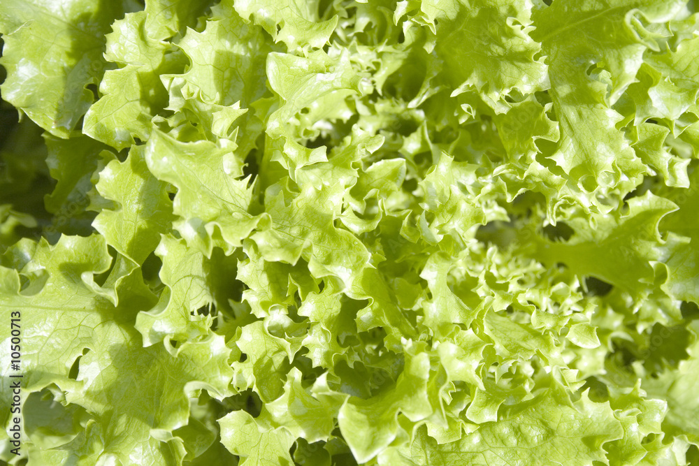 Fresh Fancy Lettuce Fresh Fancy Lettuce