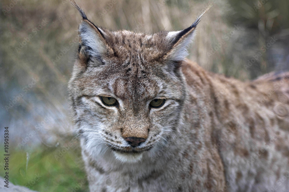 Fototapeta premium Luchs