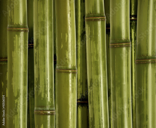 fine closeup  image of green bamboo background