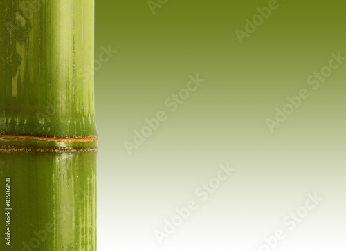 fine image closeup of bamboo with space for text