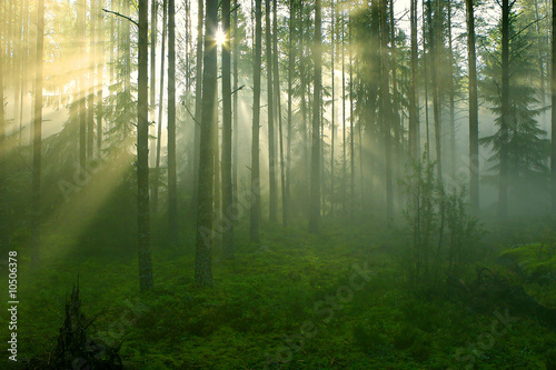 Forest in the morning. Sun rays