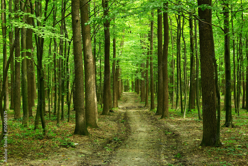 Naklejka premium forest