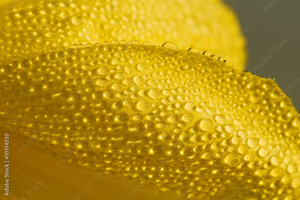 Naklejka premium petale de fleur et gouttelette