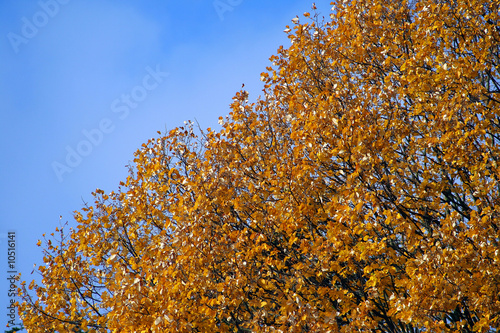 arbres2