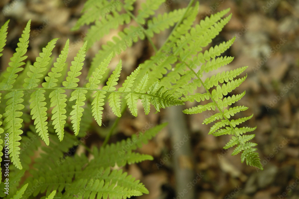 Fern leaves into a french forest Lorraine region at springtime Fern leaves into a french forest Lorraine region at springtime