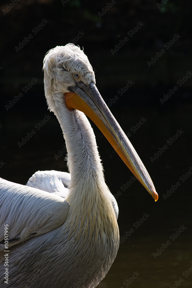Large water bird with a distinctive pouch under the beak Large water bird with a distinctive pouch under the beak