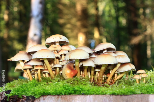 Hypholome en touffe photo