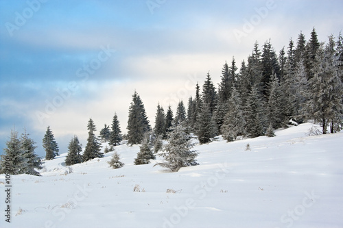 Winter mountine with pine and snow