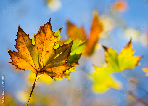 Autumn Leaves shallow focus