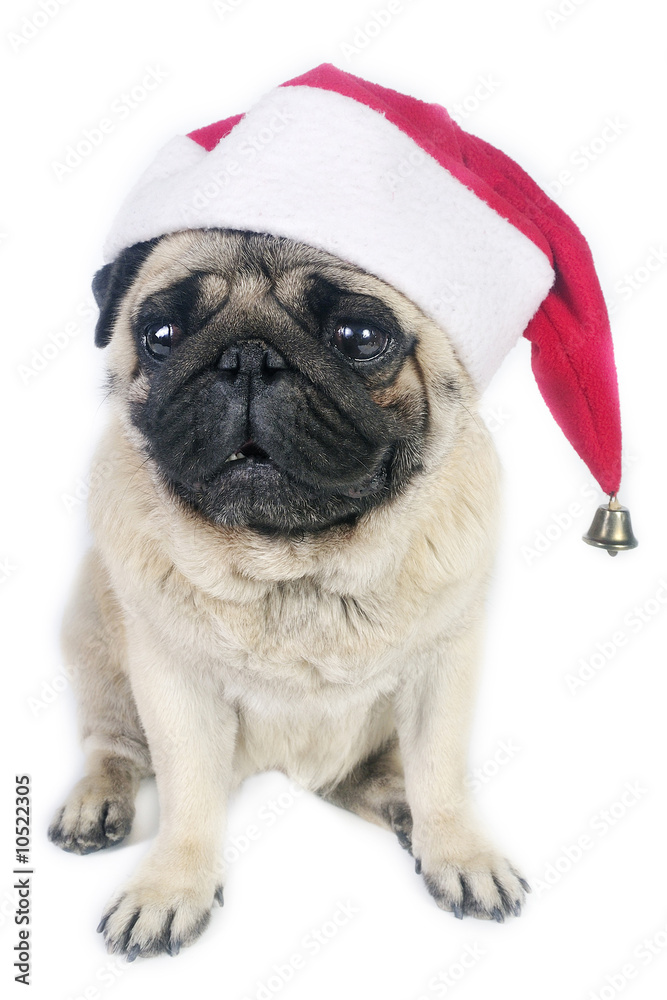 Santa Pug Santa Pug