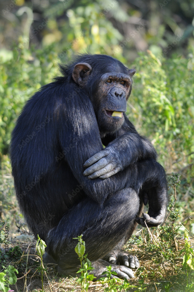 Chimpanzee (Pan troglodytes), Sweetwaters game reserve, Kenya