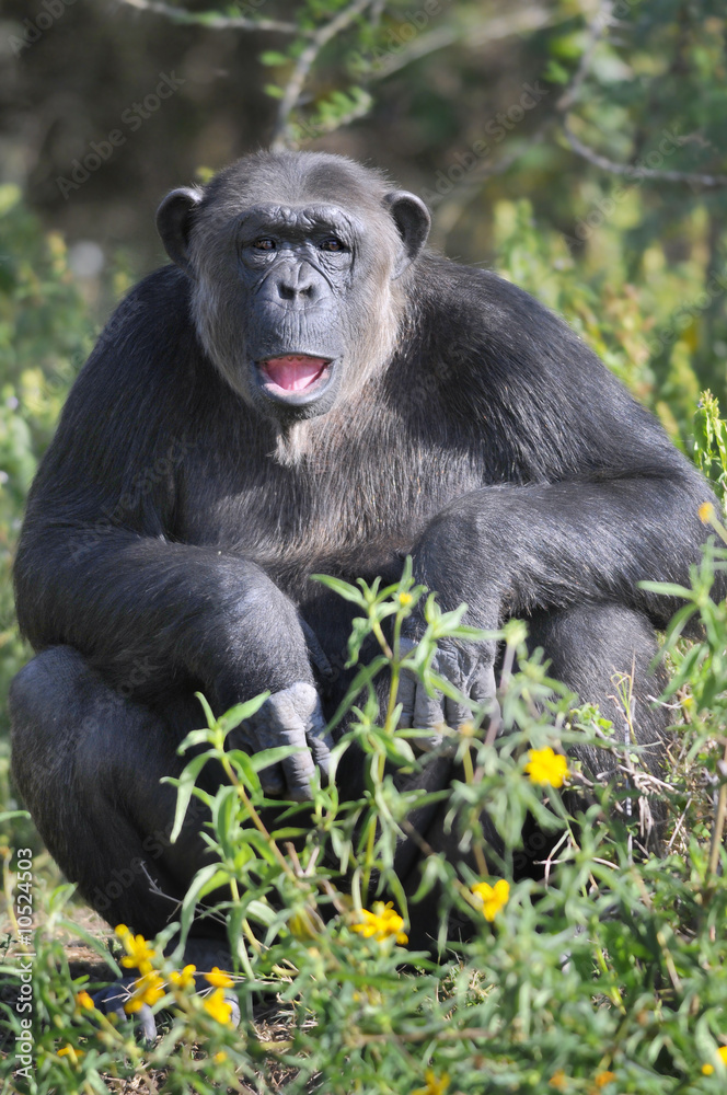 Chimpanzee (Pan troglodytes), Sweetwaters game reserve, Kenya Chimpanzee (Pan troglodytes), Sweetwaters game reserve, Kenya