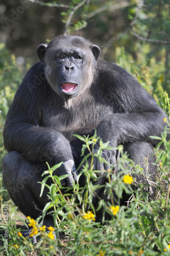 Chimpanzee (Pan troglodytes), Sweetwaters game reserve, Kenya