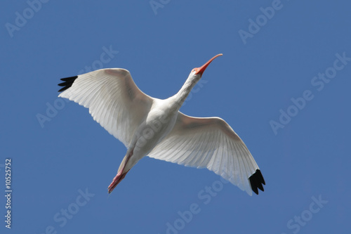 White Ibis (Eudocimus albus) flying over the Everglades