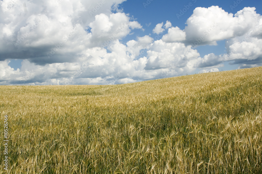 Field of wheat in summer day