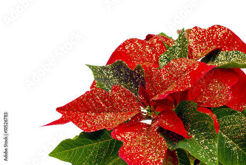 a shot of a decorated poinsetta photo