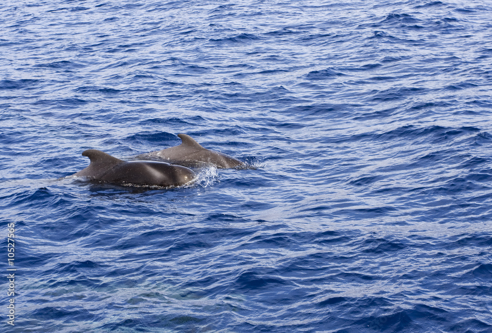 Naklejka premium a pair of pilot whales in open water