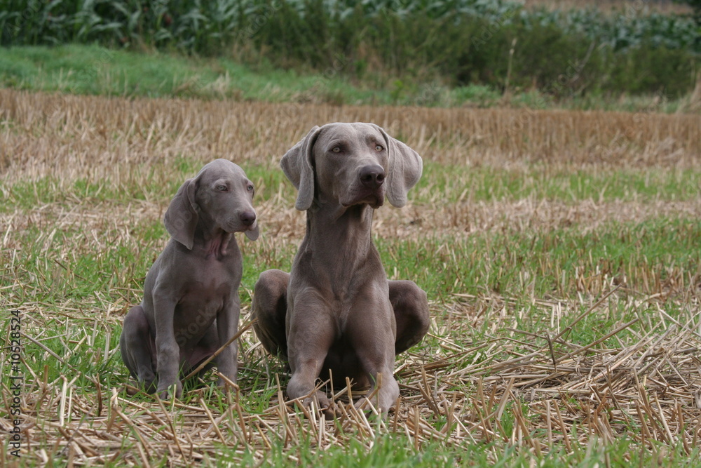chiot et maman braque de weimar en campagne