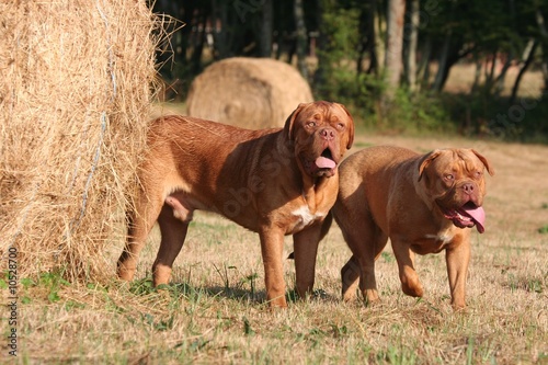 Dogue de Bordeaux à la recherche d'uje bouteille