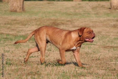 Dogue de Bordeaux qui ourt    la campagne