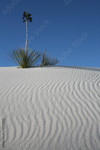 White sand desert
