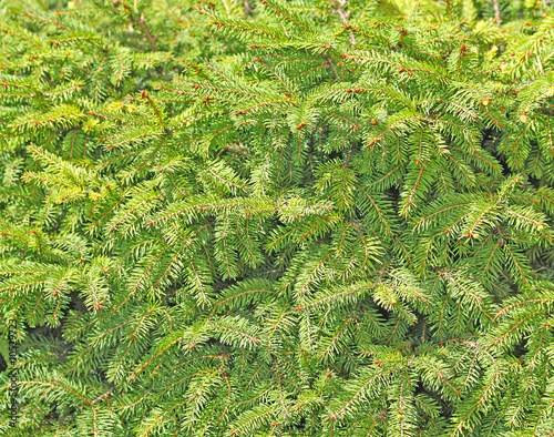 Green conifer branches for the background