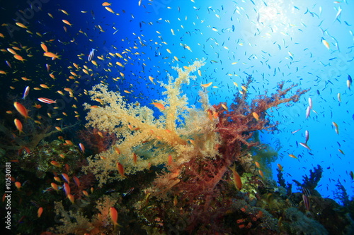 Fototapeta Naklejka Na Ścianę i Meble -  Soft Corals in sunlight