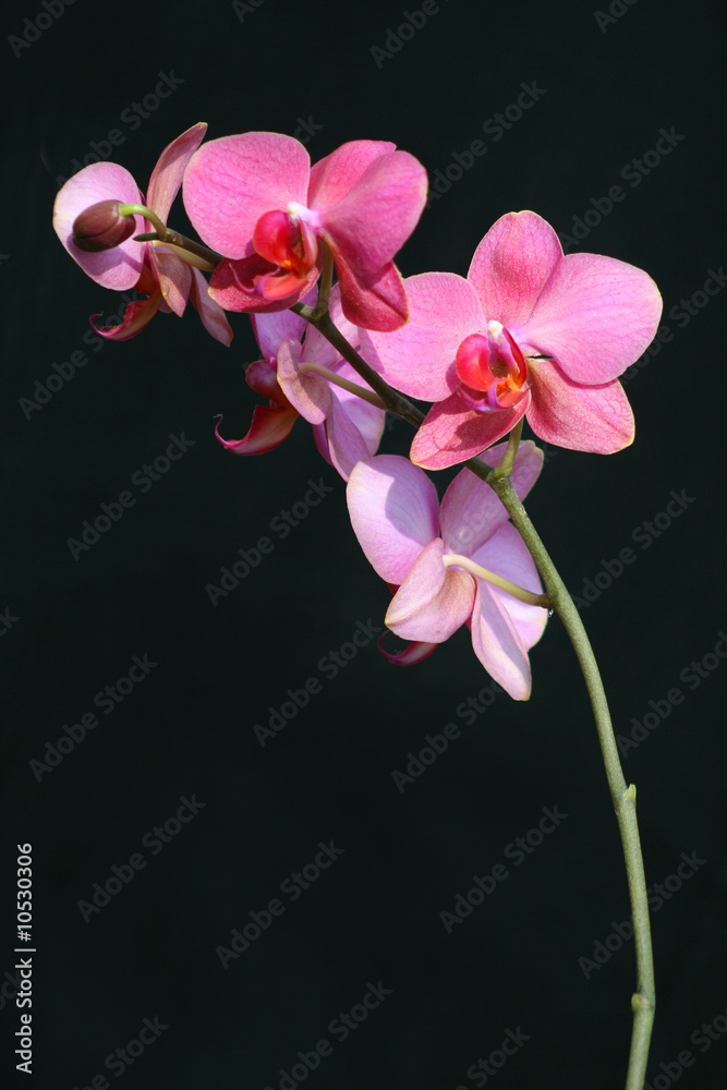 Naklejka premium Beautiful orchid, unlit background.