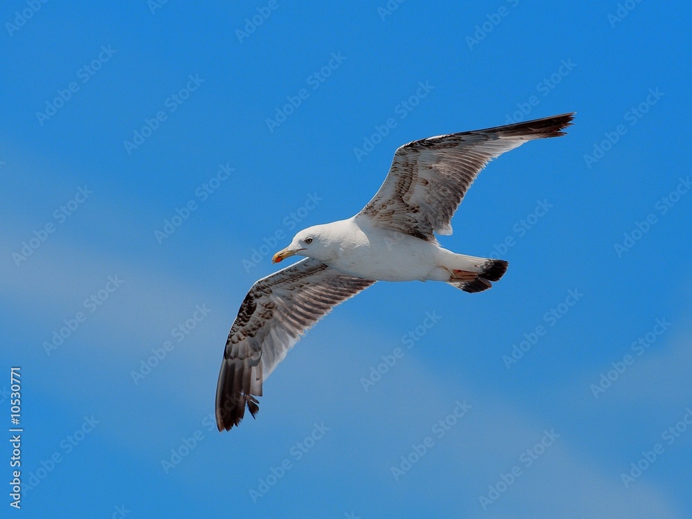 Obraz premium The seagull in flight