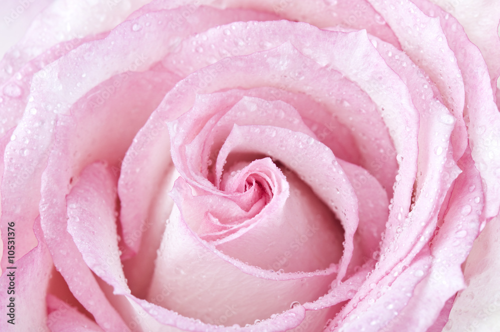 Rose in rosa Rose in rosa