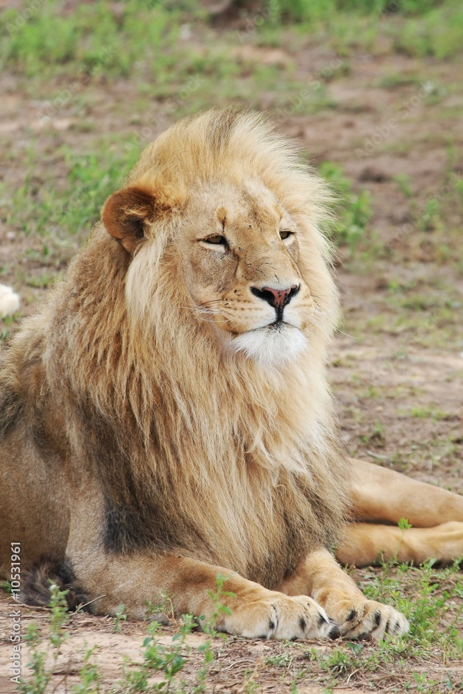 Hansome male lion with beautiful mane laying on grass Hansome male lion with beautiful mane laying on grass