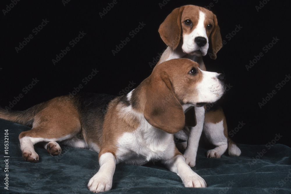 Deux jeunes Beagle sagement installés