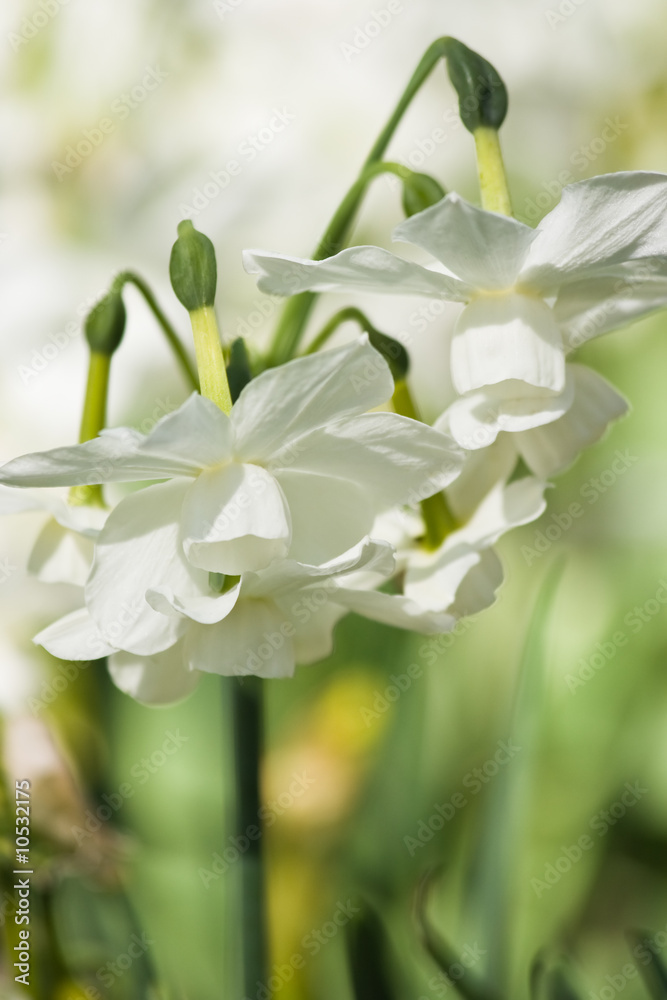 Small white daffodils in close view Small white daffodils in close view