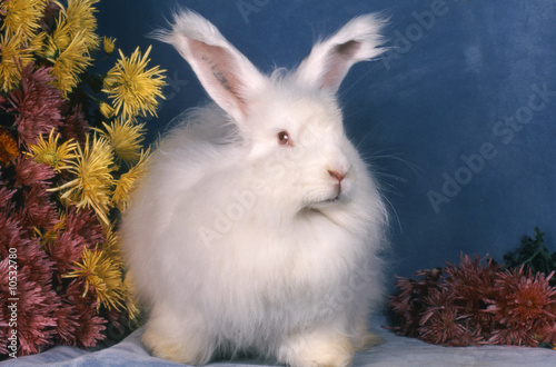 Beau lapin Angora français blanc photo