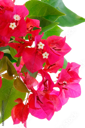 Branche de bougainvilliers en fleurs
